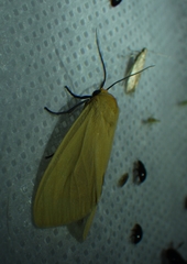 Pareuchaetes insulata