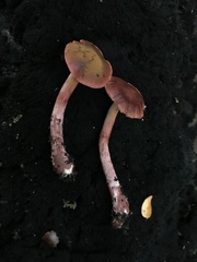 Cortinarius cardinalis