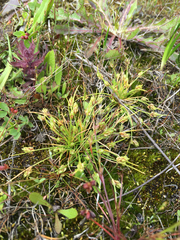 Isolepis carinata