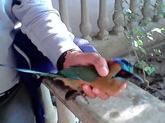 Momotus subrufescens