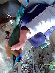 Momotus subrufescens