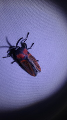 Edebessa nigropuncta