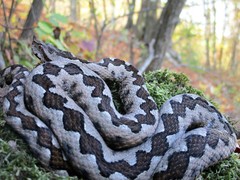 Vipera ammodytes