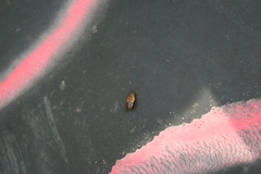 Ectobius sylvestris