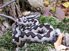 Vipera ammodytes