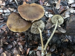 Simocybe phlebophora