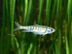 Freshwater Sprat photo 4