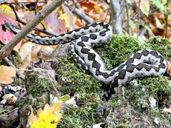 Vipera ammodytes