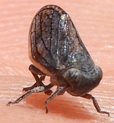 Stilbometopius auroreus