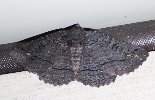 Black Zale Moth photo 2