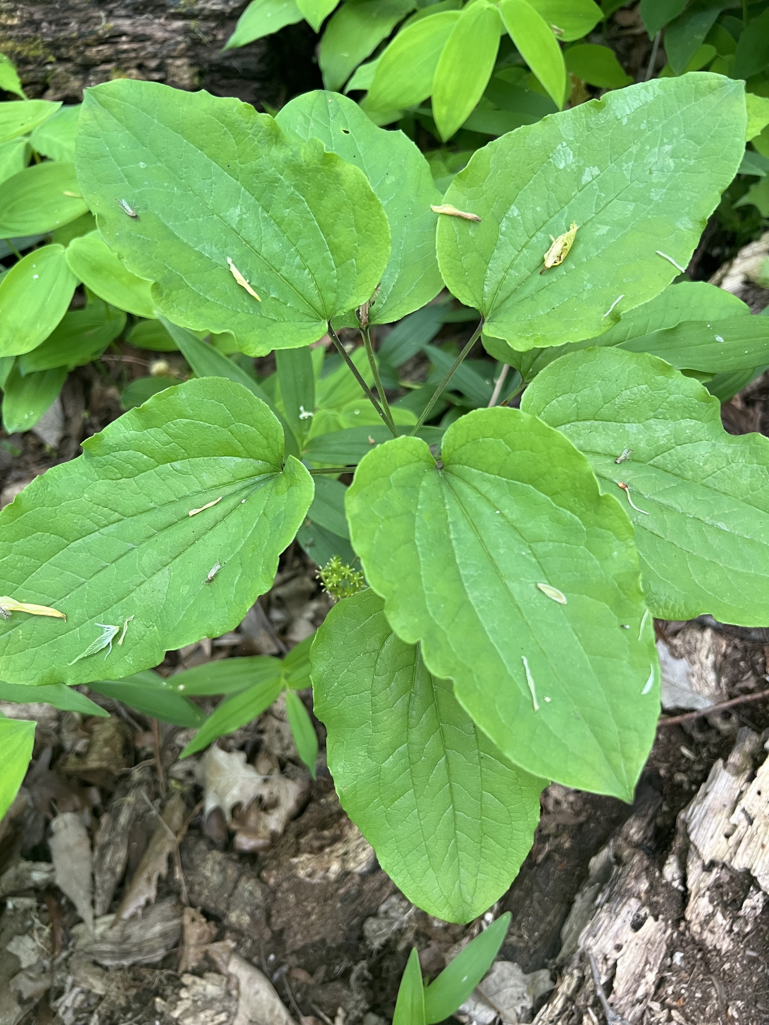 Smilax ecirrhata