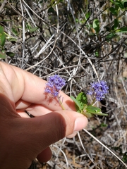 Ceanothus lemmonii