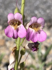 Penstemon bicolor roseus