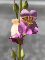 Penstemon bicolor roseus