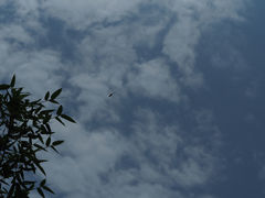Tramea transmarina euryale