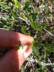 Ceanothus lemmonii