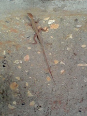 Anolis auratus