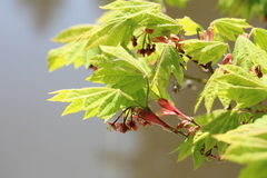 Acer circinatum