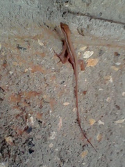 Anolis auratus