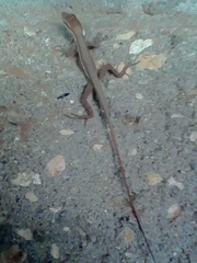 Anolis auratus