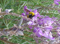 Bombus morrisoni