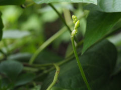Vigna reflexopilosa