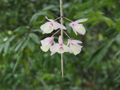 Dendrobium aphyllum
