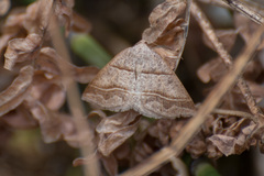 Petrophora subaequaria