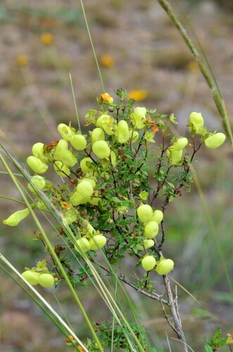 Calceolaria parvifolia (Calceolaria parvifolia)