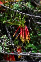 Tristerix penduliflorus, photograph Alejandro Bruno Miranda-Calle, CC BY, iNaturalist via GBIF