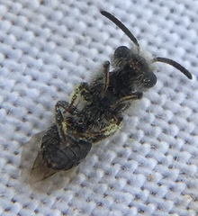 Andrena