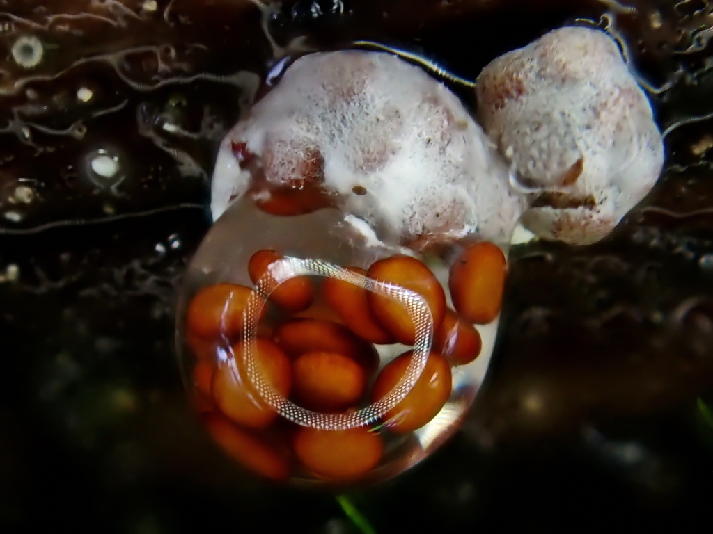 amorphous bird's nest fungus from Yakima County, WA, USA on May 11 ...