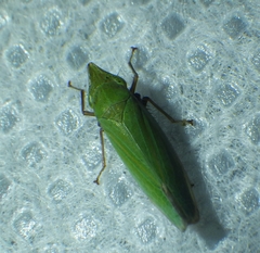 Draeculacephala producta