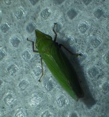 Draeculacephala producta