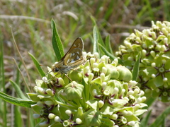Hesperia viridis