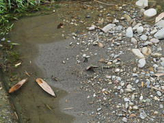 Graphium sarpedon connectens