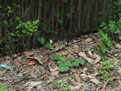 Leptosia nina niobe