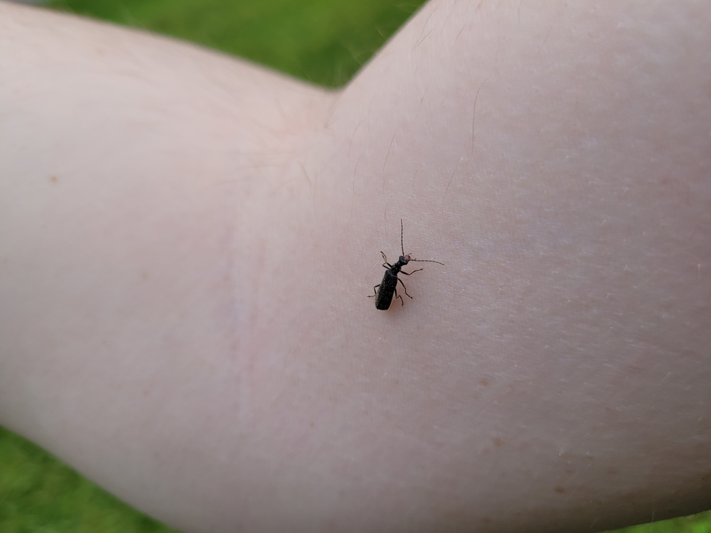 Podabrus puberulus