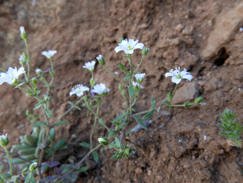 Arenaria retusa