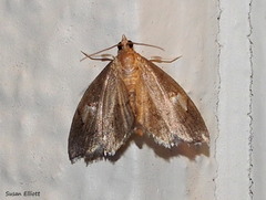 Perispasta caeculalis