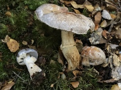 Cortinarius meleagris