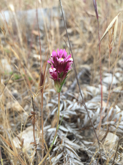 Castilleja densiflora