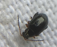 Aphthona