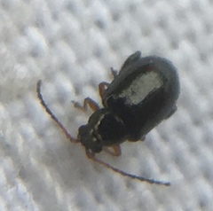 Aphthona