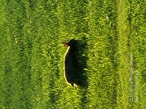 Eastern Cottontail photographed in North Dakota