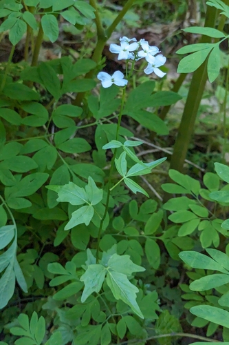 Image of Seaside Bittercress (Cardamine angulata) by (c) Dominic Gentilcore, some rights reserved (CC BY)