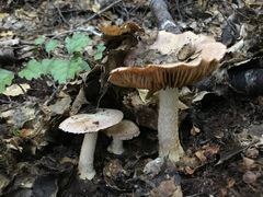 Cortinarius alboroseus