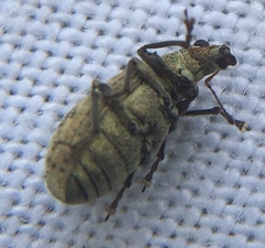 Polydrusus cervinus