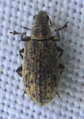 Polydrusus cervinus