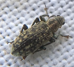 Polydrusus cervinus